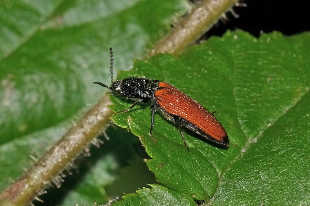 Elateridae n 1 - Ampedus cfr. praeustus